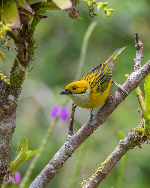 Free Capture of a vibrant yellow warbler perched on a branch surrounded by greenery and blooms. Stock Photo