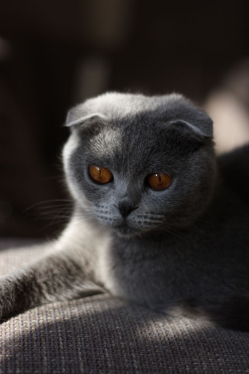 Britse Korthaar kitten