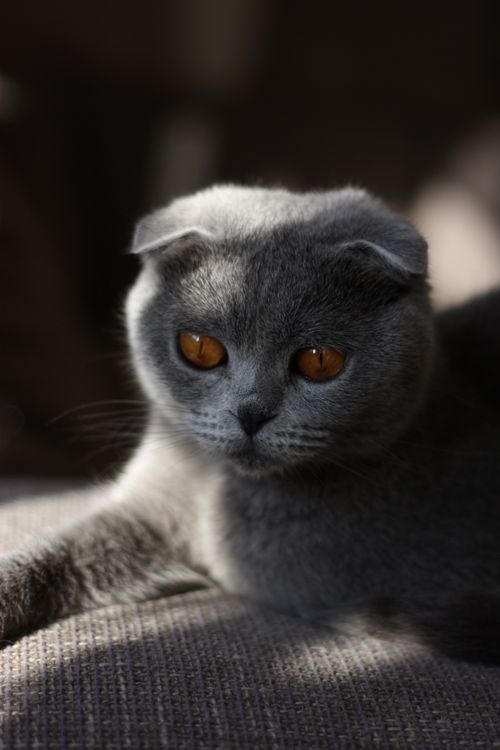 Free Adorable grey British Shorthair kitten with curious eyes relaxing indoors. Stock Photo