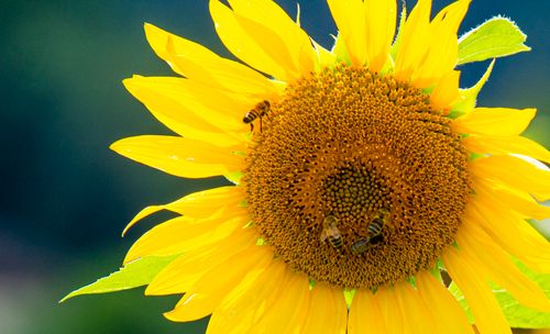 Free Close-up of a vibrant sunflower with bees collecting pollen on a sunny day. Stock Photo