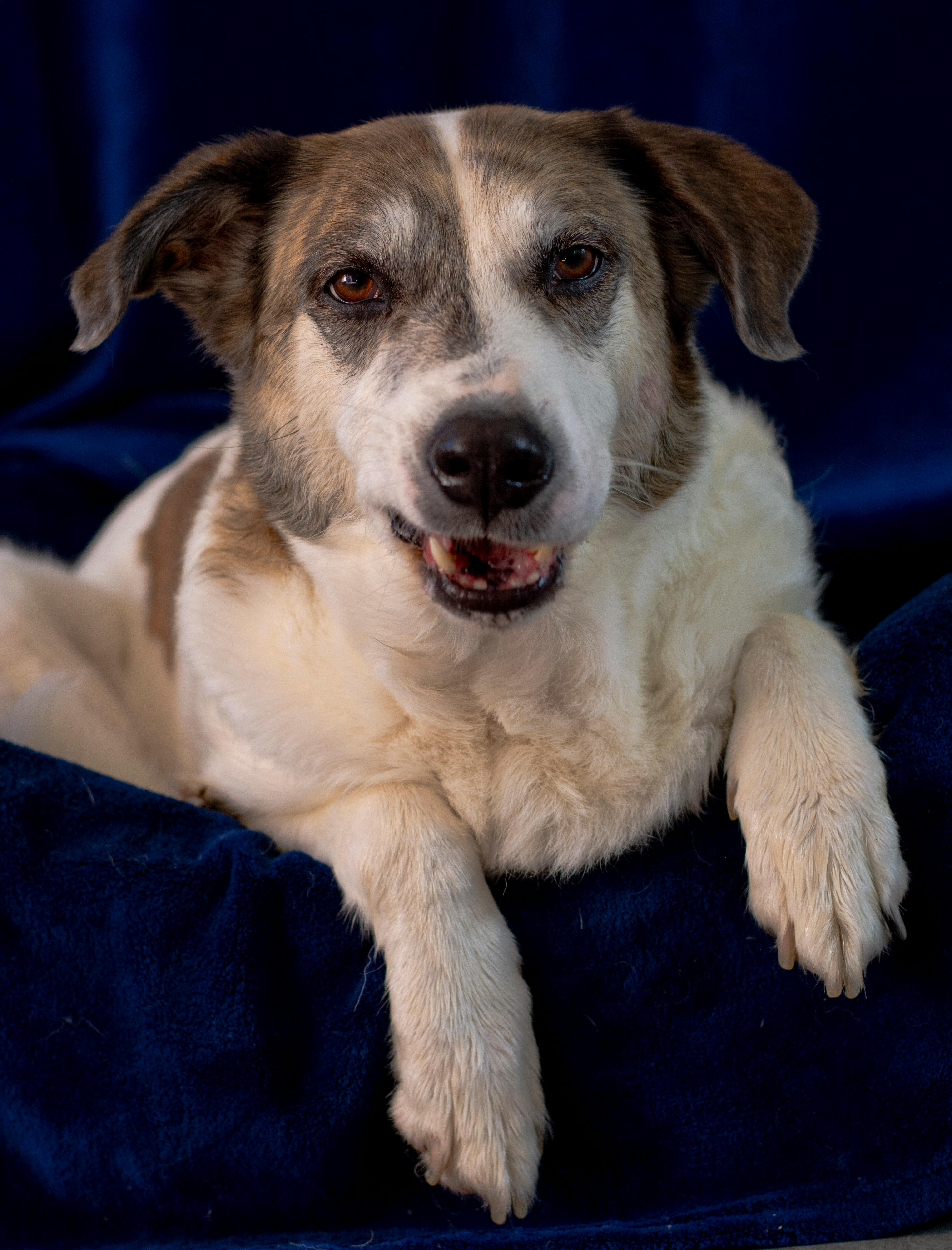 A dog is sitting on a blue blanket