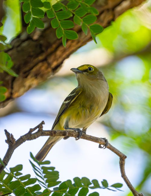 Free Bright bird perched among lush green leaves in Mérida, capturing the essence of Yucatan's natural beauty. Stock Photo