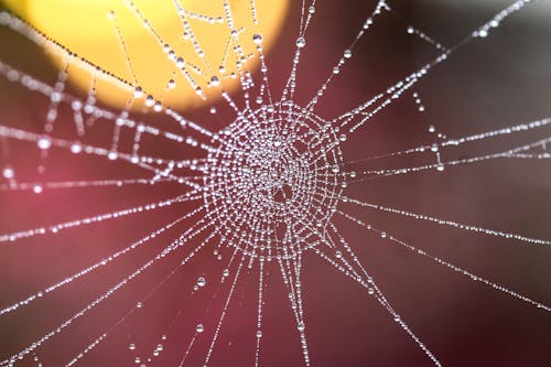 Natte Spinnenweb