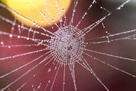 露珠点缀的蜘蛛网特写，呈现出自然的图案