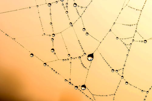 Free Spider Web With Dew Vector Art Stock Photo