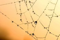 Spider Web With Dew Vector Art