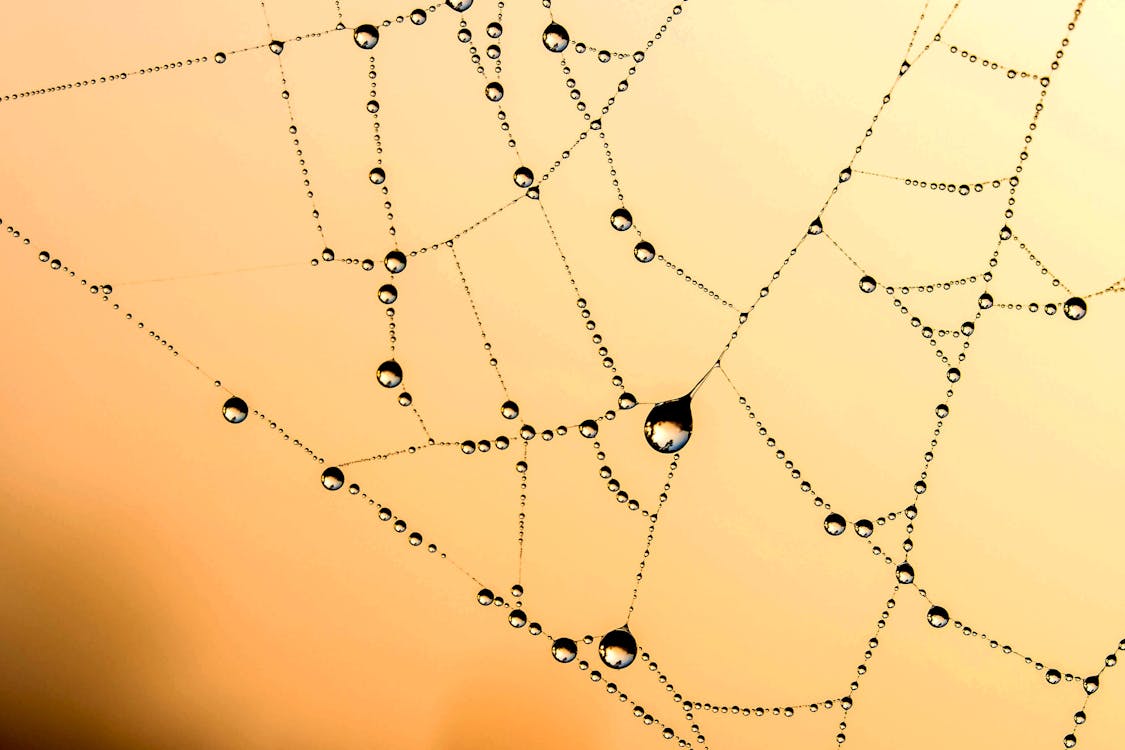 Spinnenweb Met Dauw Vector Art