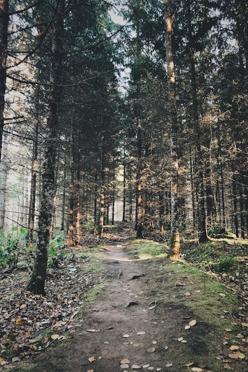 Photo of Forest During Daytime