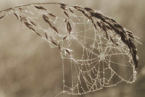 Free Spider Web on Wheat Stock Photo
