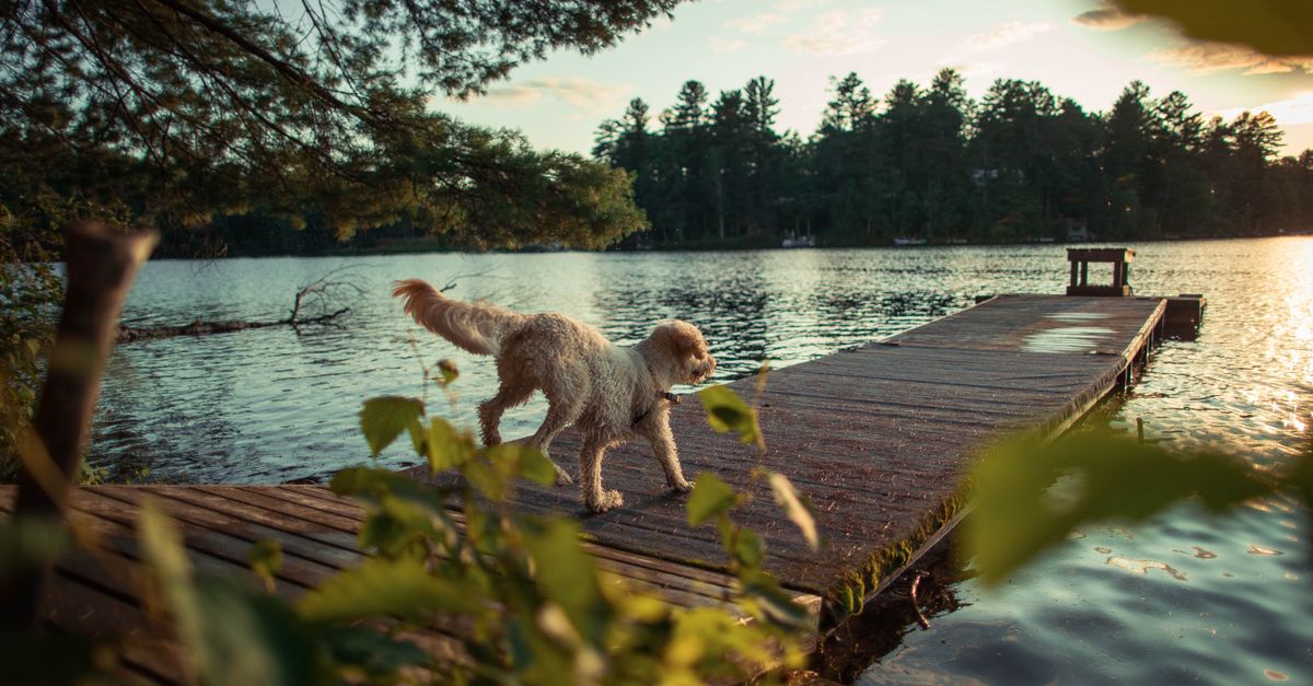 Dog Care for Retirees in Canada: Your Guide to Becoming a First-Time Host on Furendly