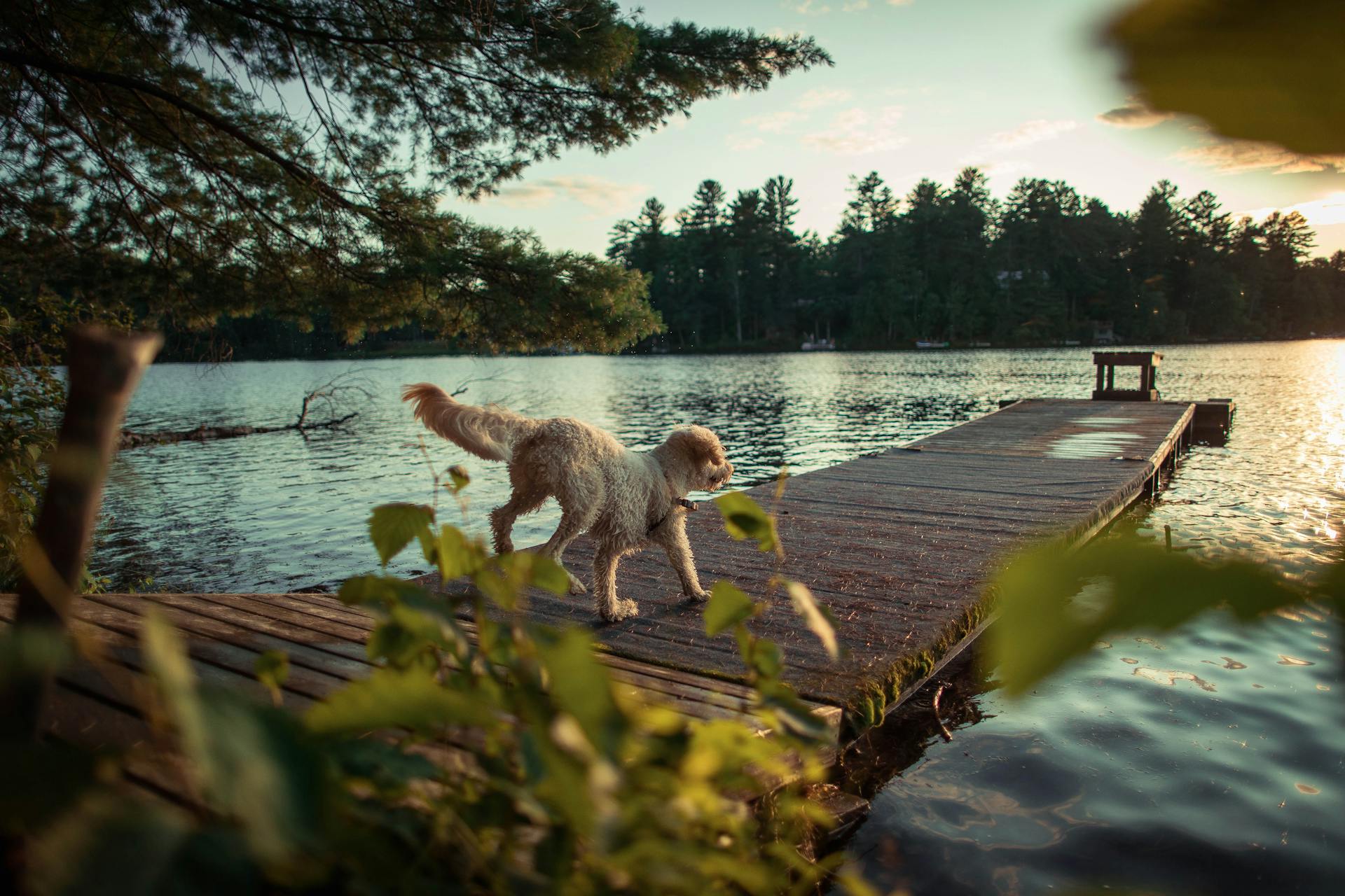 Dog Walking On Dock