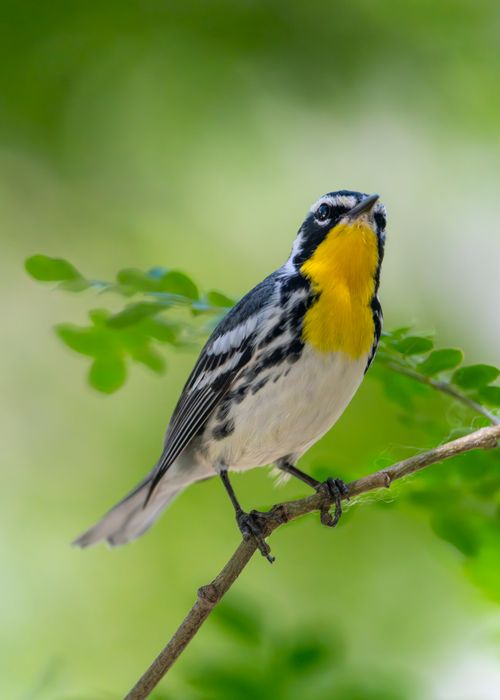 Free Yellow-throated warbler perched gracefully on a branch in Mérida, Yucatán, México, showcasing its vibrant feathers. Stock Photo