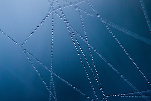 Free Ilmainen kuvapankkikuva tunnisteilla abstrakti, graafinen, hämähäkinseitti Stock Photo