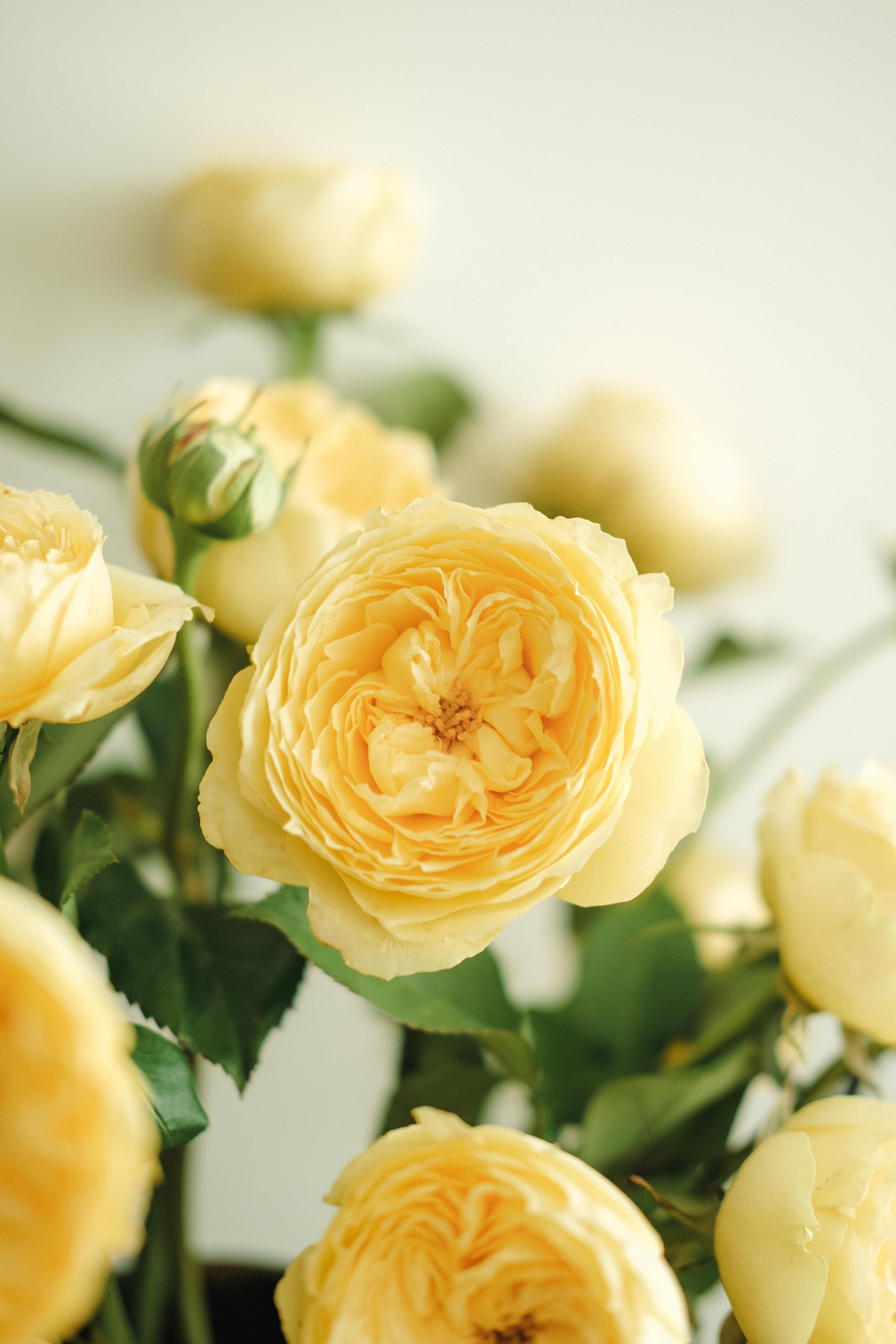 A serene arrangement of elegant yellow roses captured in soft daylight, perfect for weddings and romantic occasions.