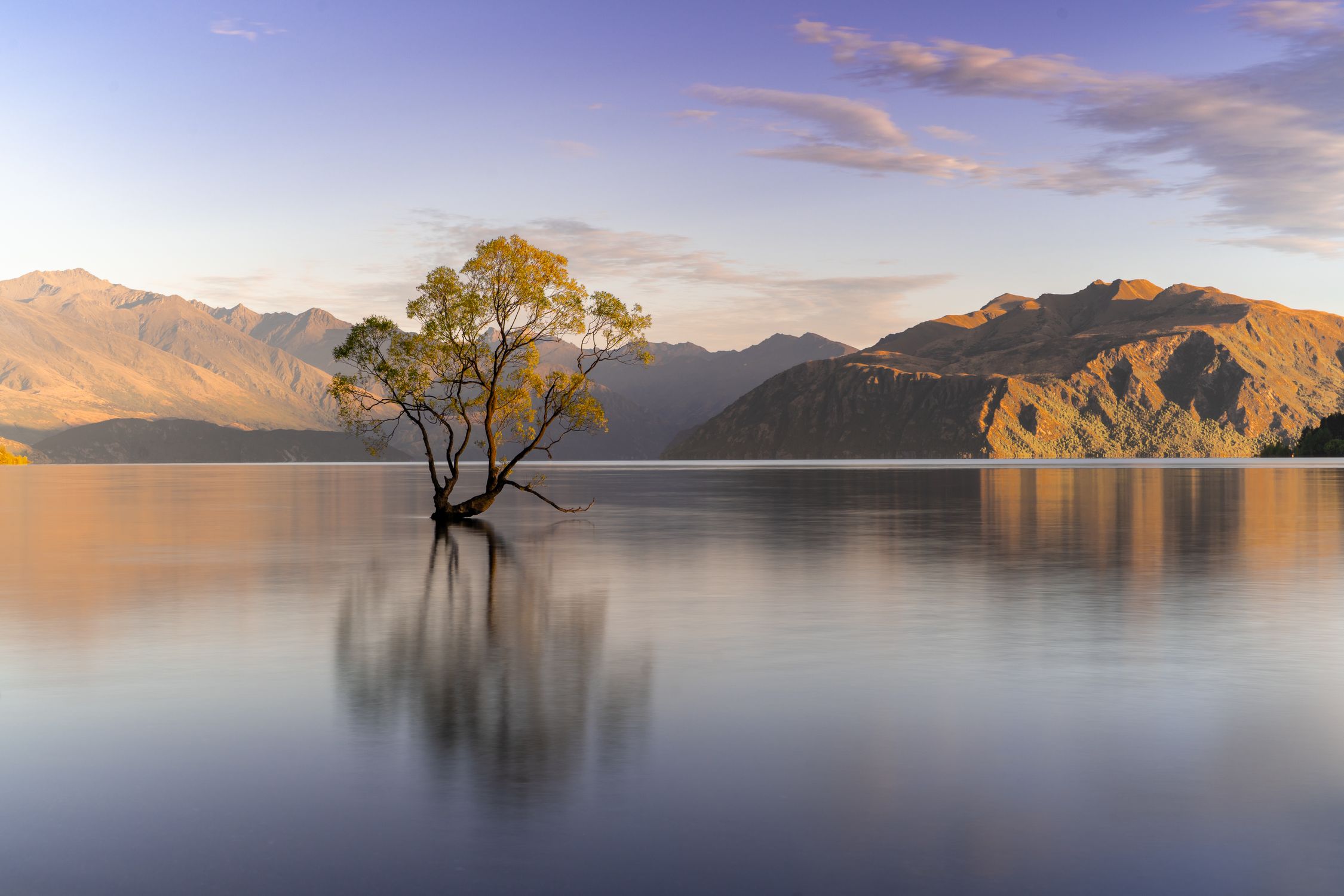 Serene view of Lake Wānaka with the famous tree, mountains, and reflections at sunrise.