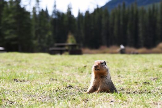 Curious Columbian ground squirrel in Kananaskis, Alberta, Canada.