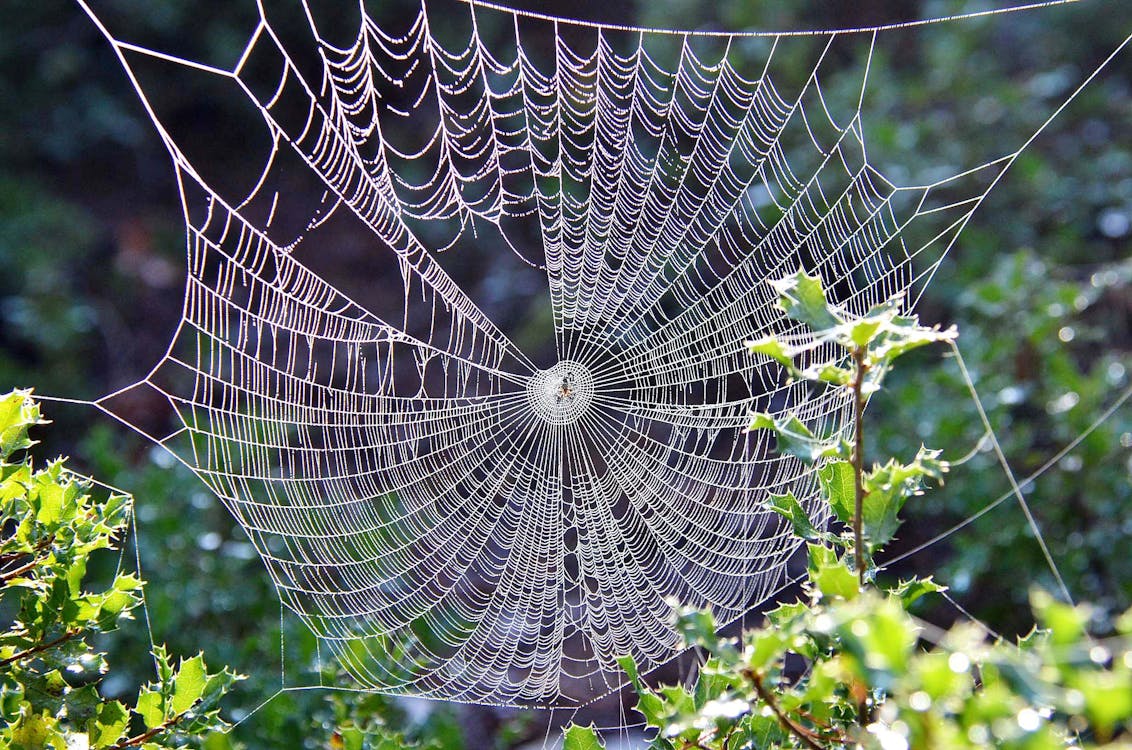Spider Web Beside Leafed Plant