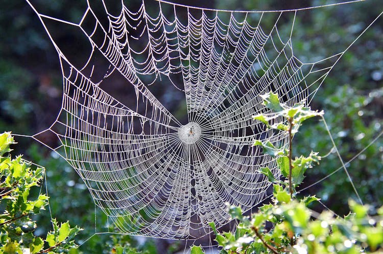 Spider Web Beside Leafed Plant