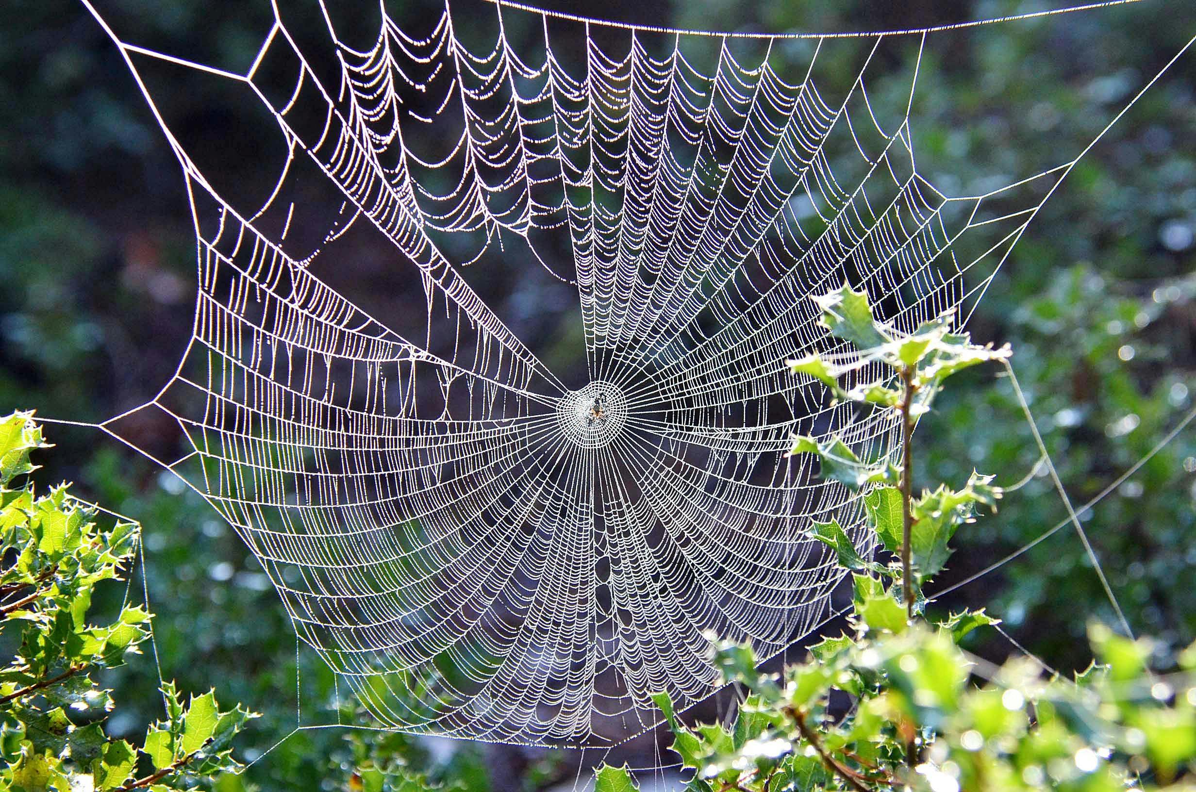1000+ Spider Web Pictures  Download Free Images on Unsplash