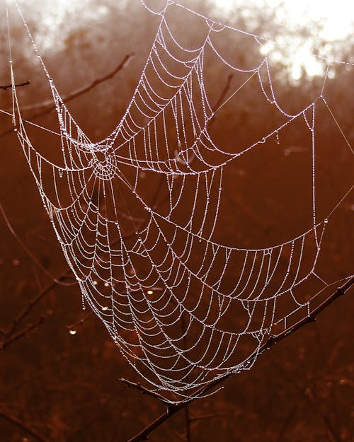Fotografia Selettiva Di Spider Web