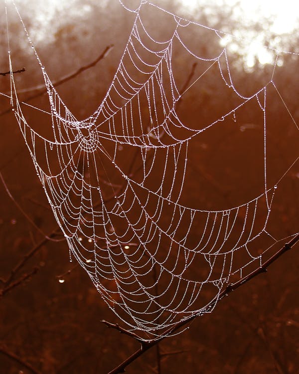 Selective Photography of Spider Web