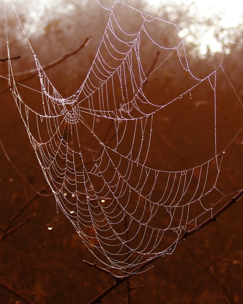 Spider web
