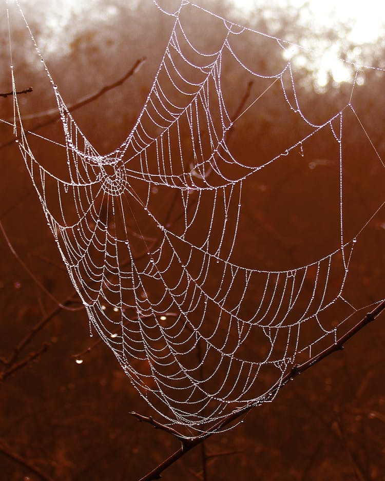 Selective Photography Of Spider Web