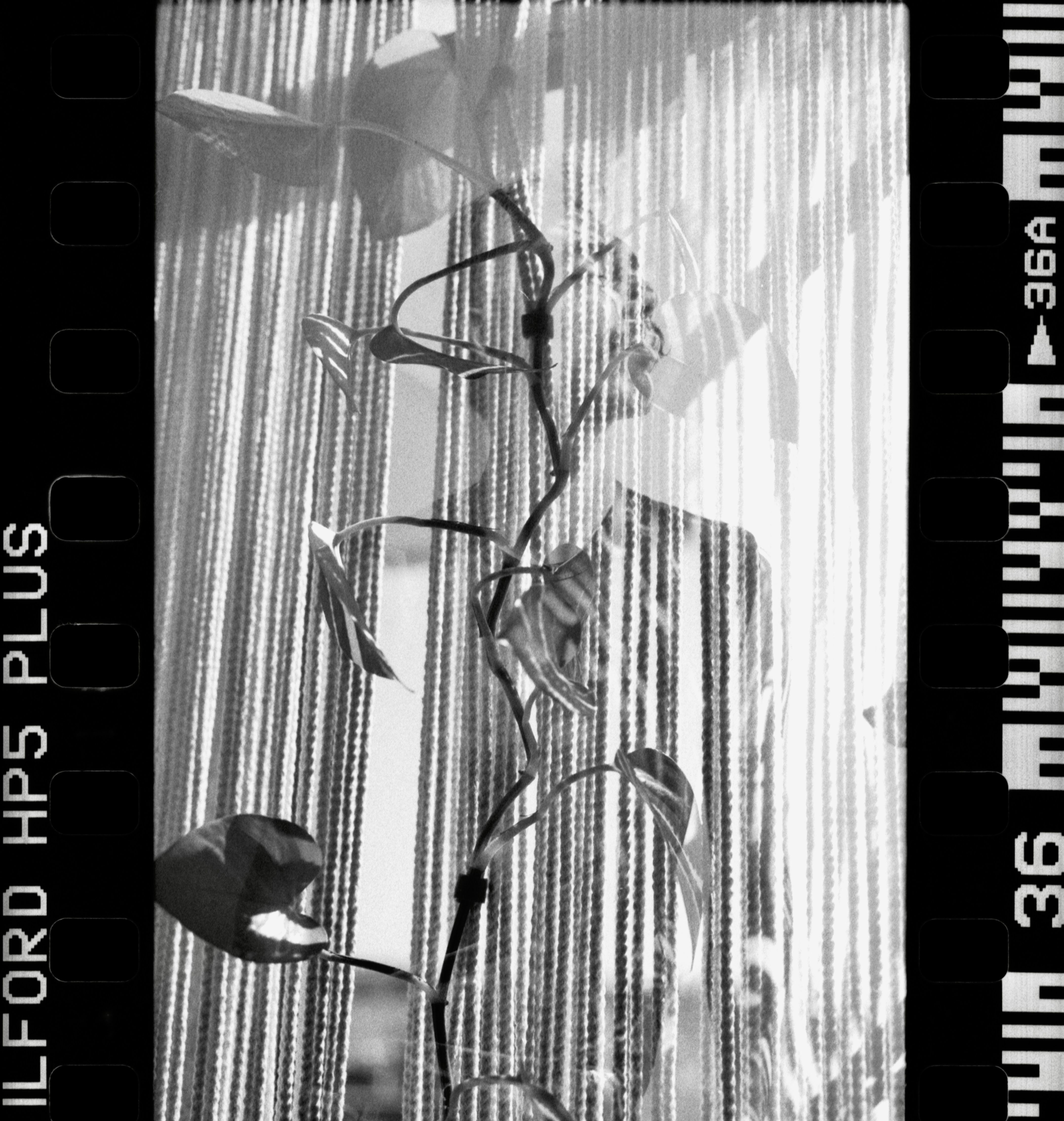 Aesthetic black and white photo of a plant with vertical blinds casting shadows.