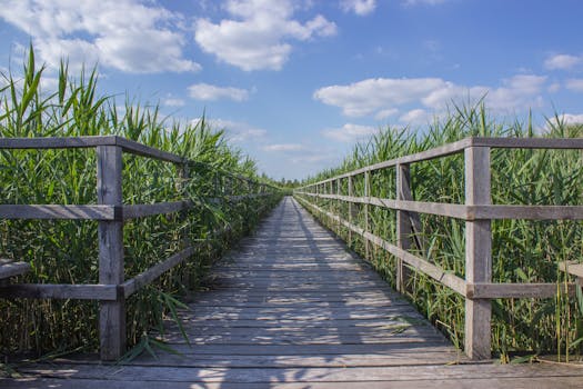 Free stock photo of wood, landscape, nature, sky