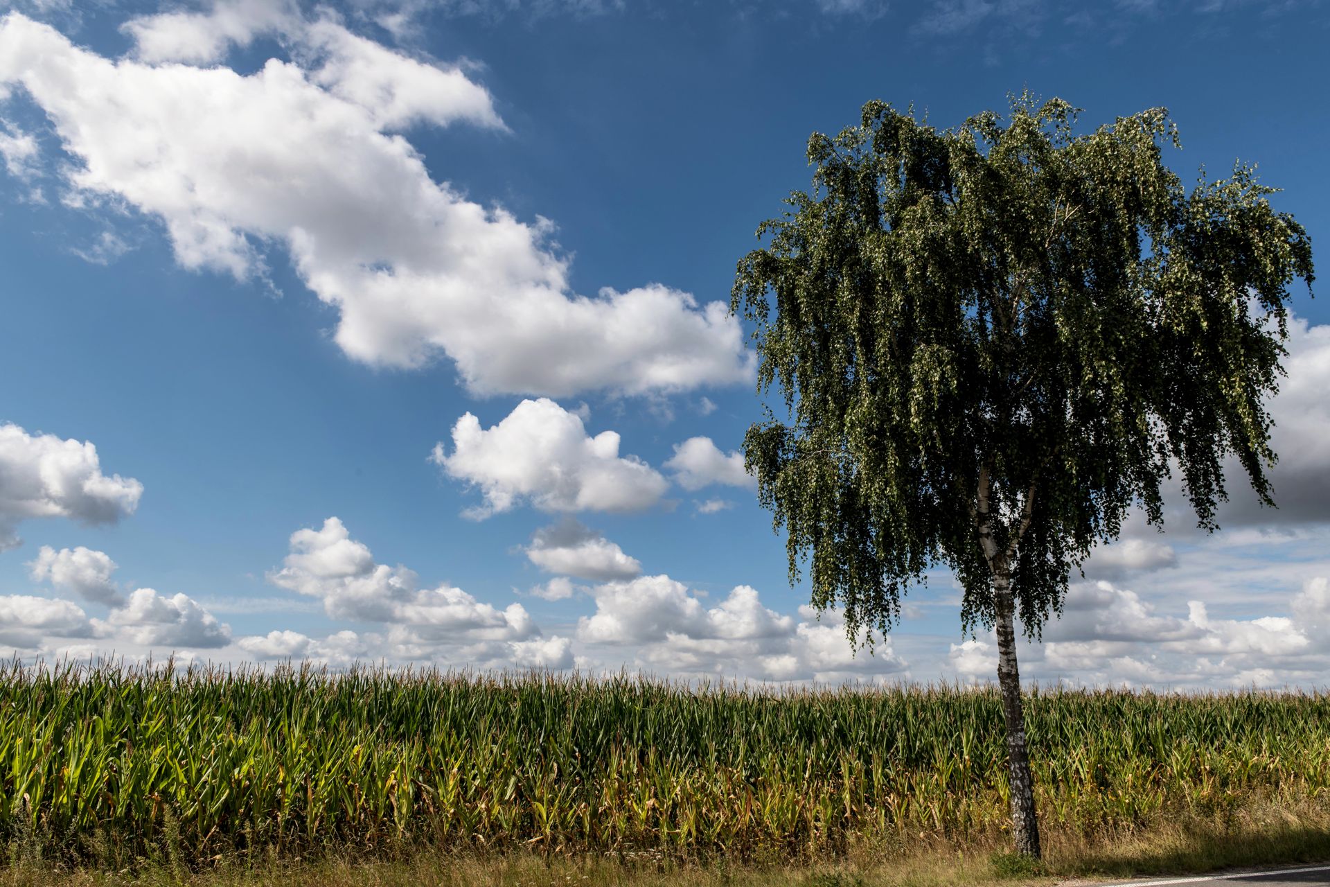 Serene rural landscape featuring a solitary birch tree and expansive cornfield beneath a bright sky with fluffy clouds.