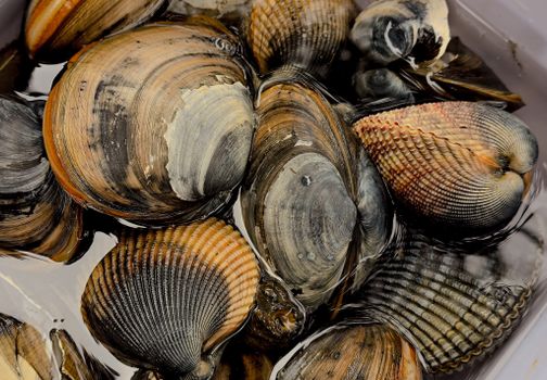 Detailed view of fresh clams and shellfish immersed in water, showcasing natural textures.