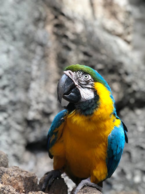 青と黄色のコンゴウインコ