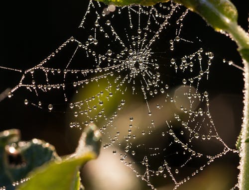 Water Drops on Spider Web Under Leaf