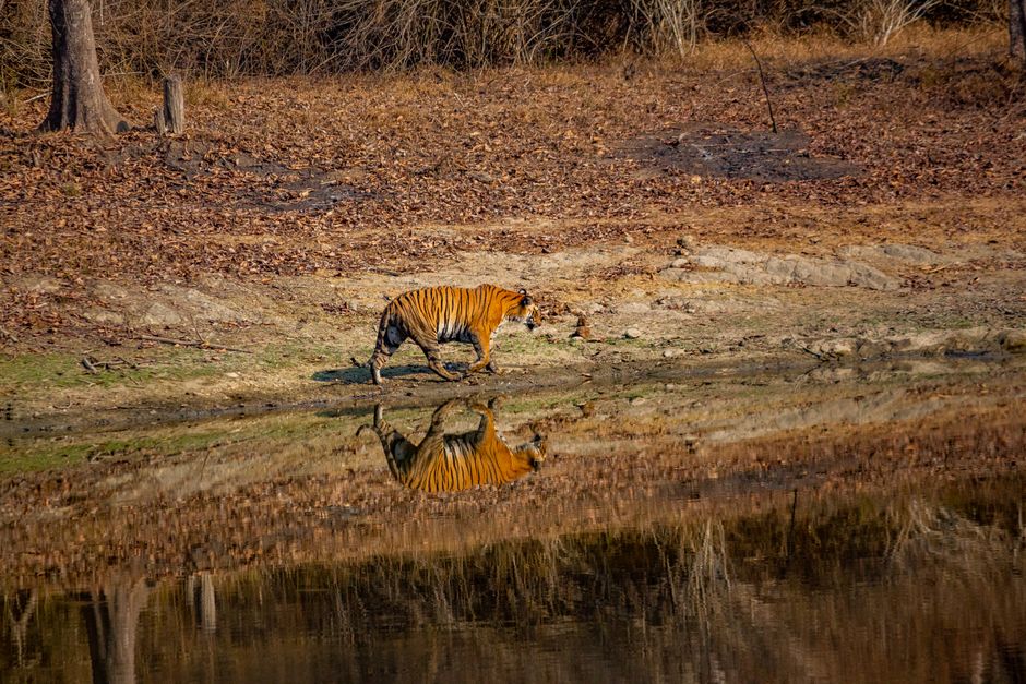 A Bengal tiger walks by a water body, reflecting its image in the wild.