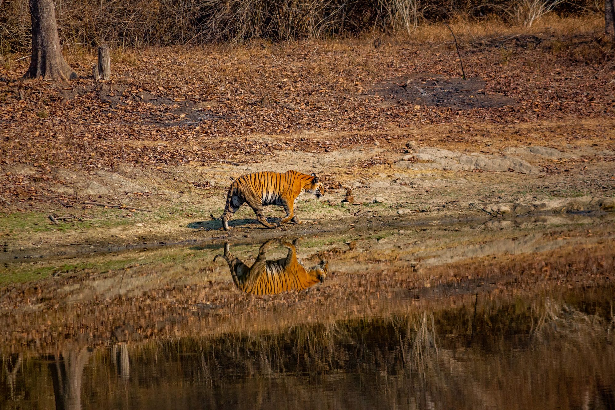 Home 1 Bengal tiger walking beside still water with its reflection