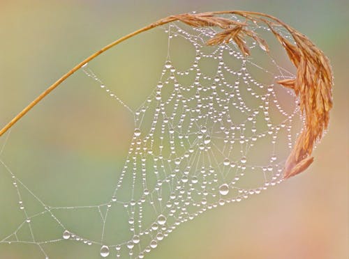 Water Droplets on Spiderweb