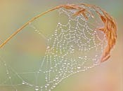 蜘蛛网上的露珠特写，展现了复杂的图案