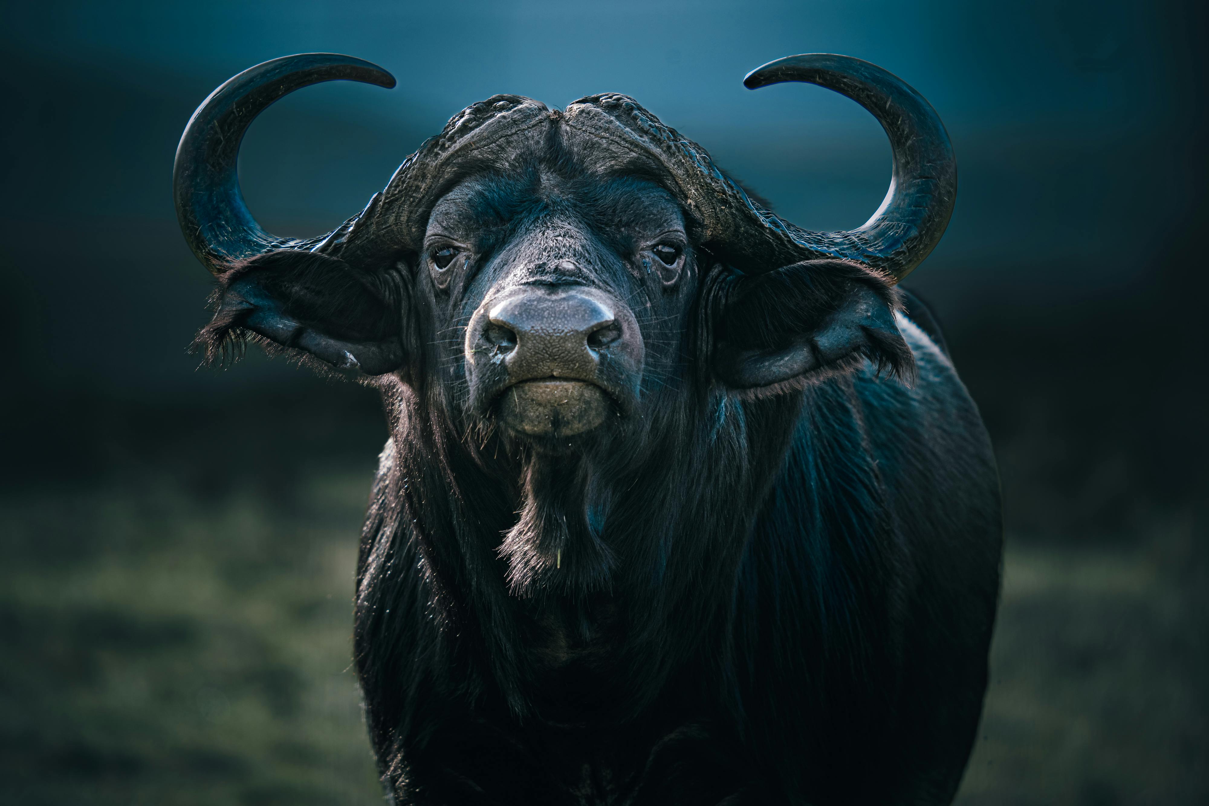 grátis Foto profissional grátis de África, animais selvagens, animal Foto profissional