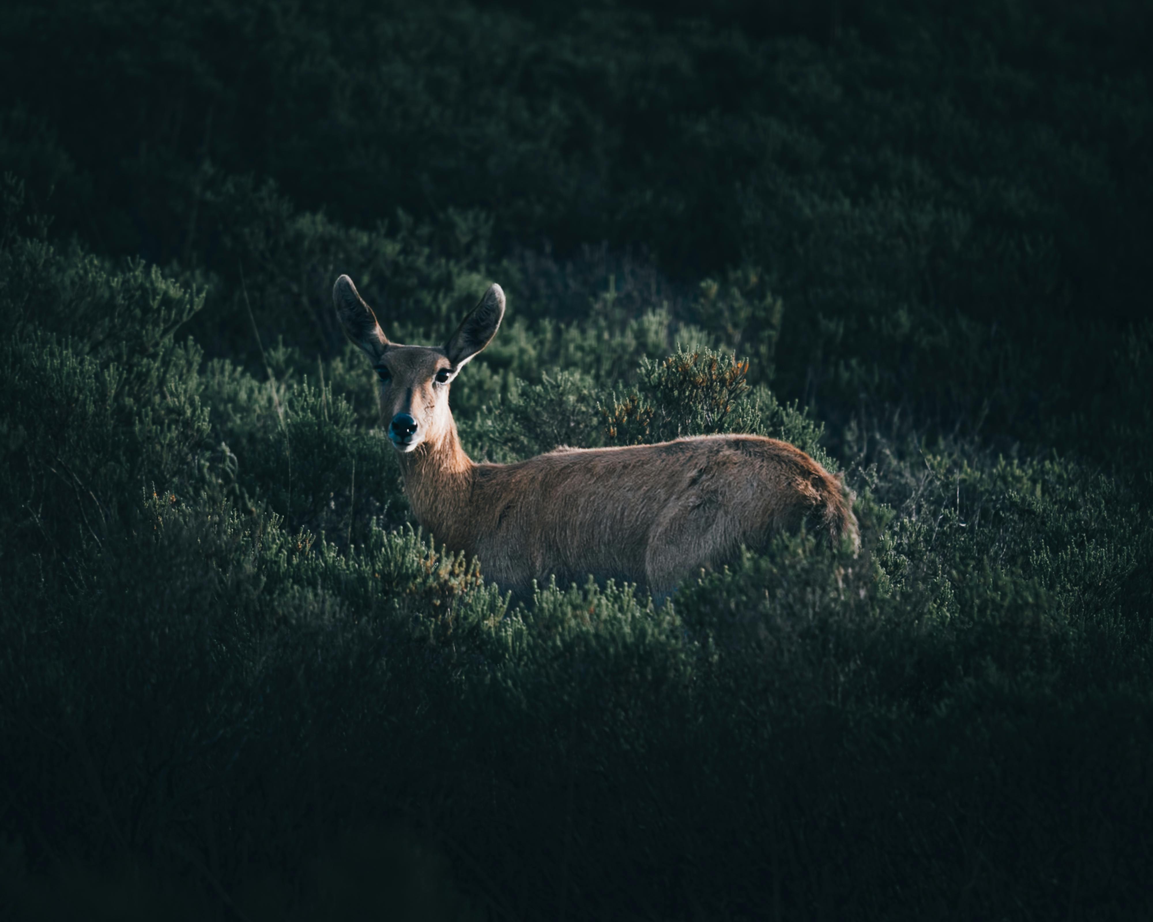 grátis Foto profissional grátis de alerta, amante da natureza, amigo do ambiente Foto profissional