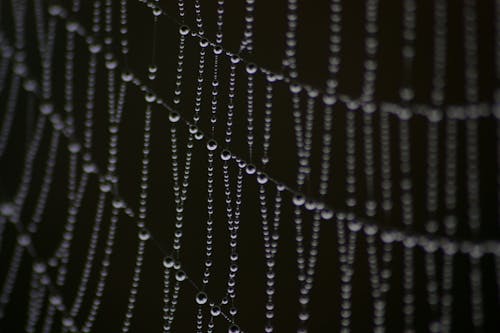 Grayscale Photography Water Dew on Spider Web