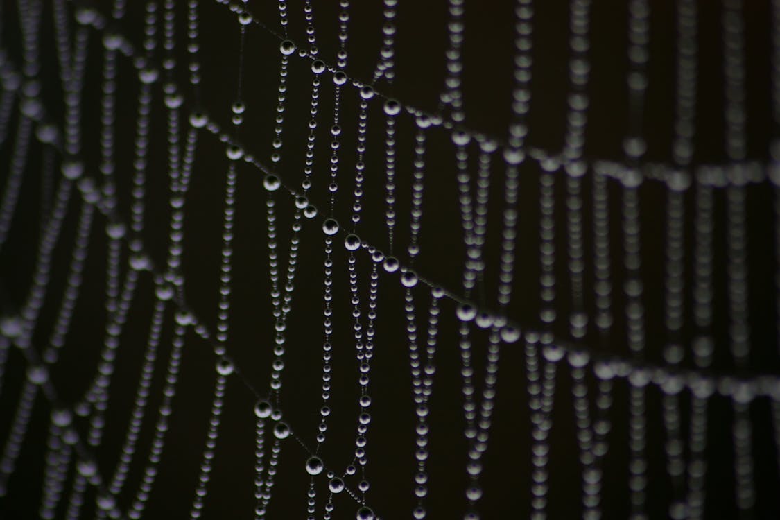 Free Grayscale Photography Water Dew on Spider Web Stock Photo