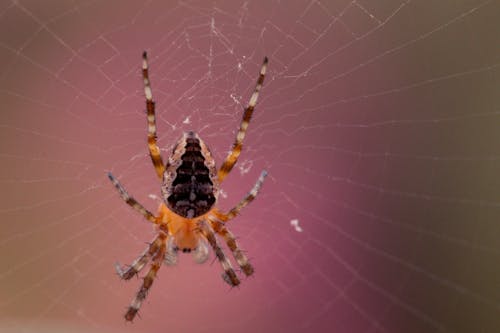 穀倉蜘蛛在蜘蛛網上的宏觀攝影