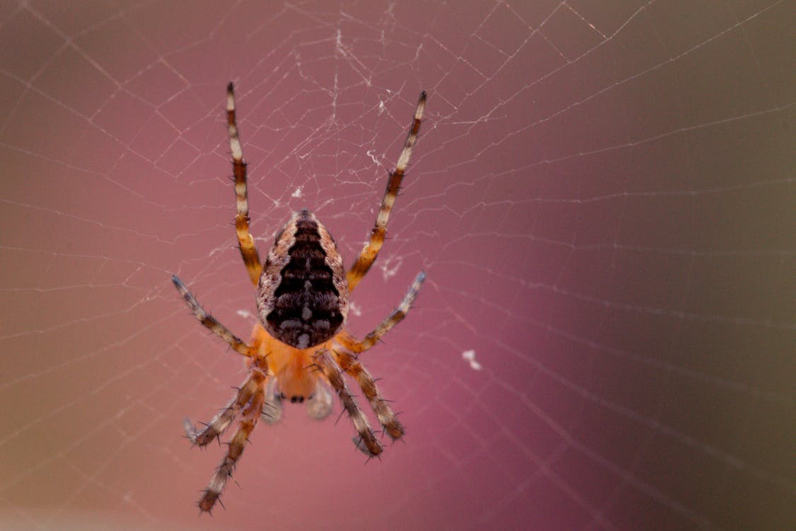 Free Macro Photography of Barn Spider on Spider Web Stock Photo