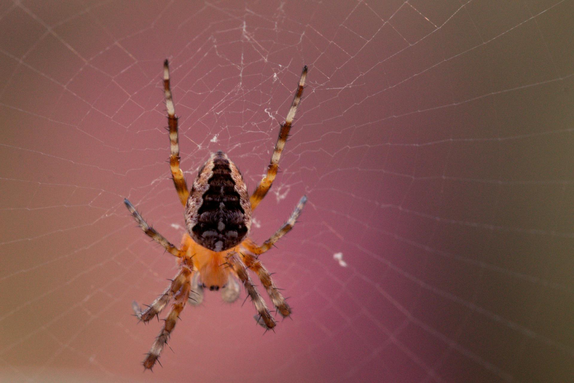 Macro Photography of Barn Spider on Spider Web