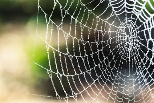 Spinnennetz Fotografie Mit Selektivem Fokus