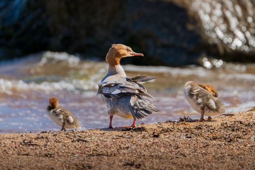 Free Common Merganser adult and chicks on a sandy beach with water in the background, showing wildlife interaction. Stock Photo