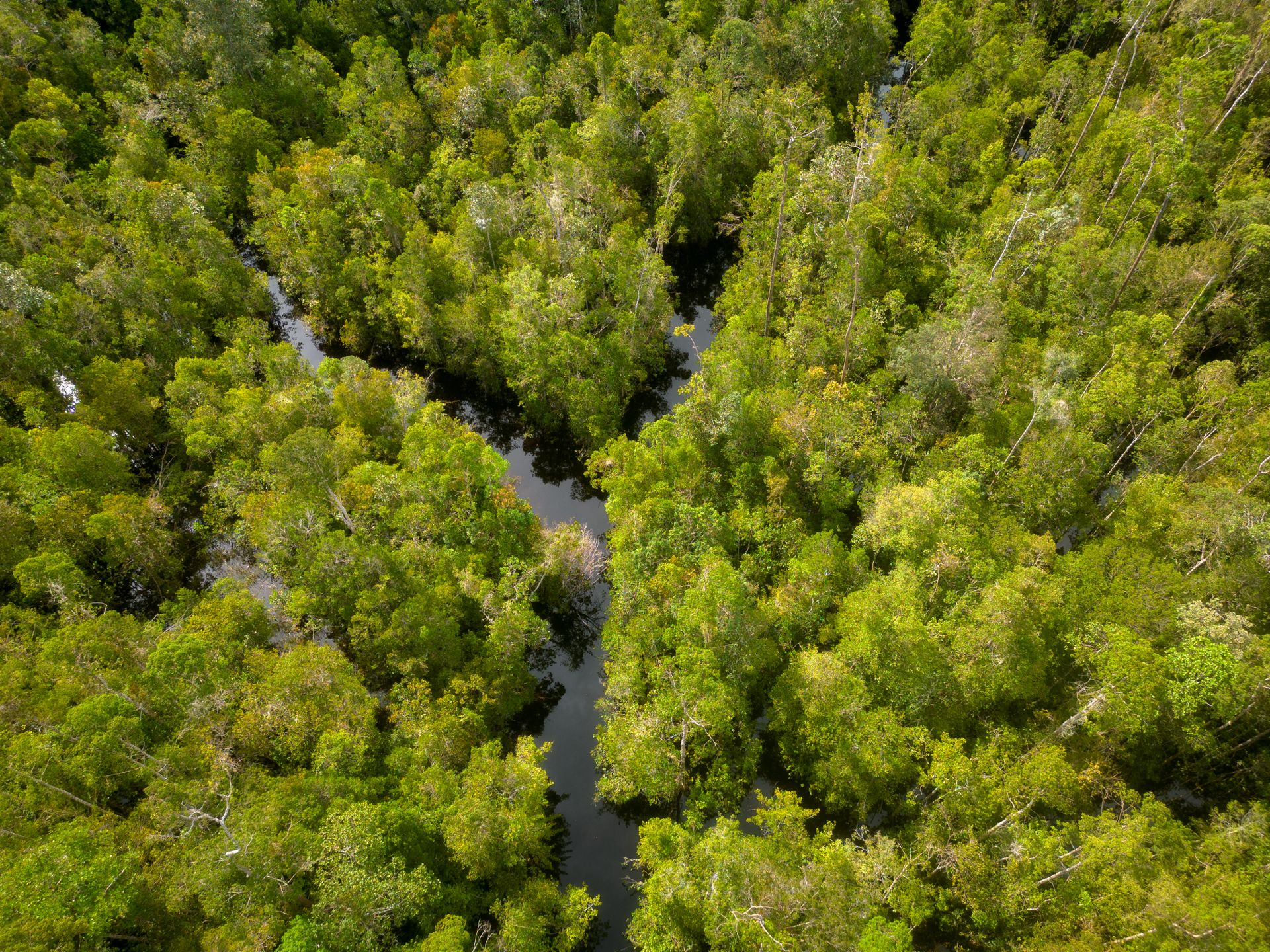 Explore the dense tropical rainforest of Central Kalimantan, Indonesia from above.