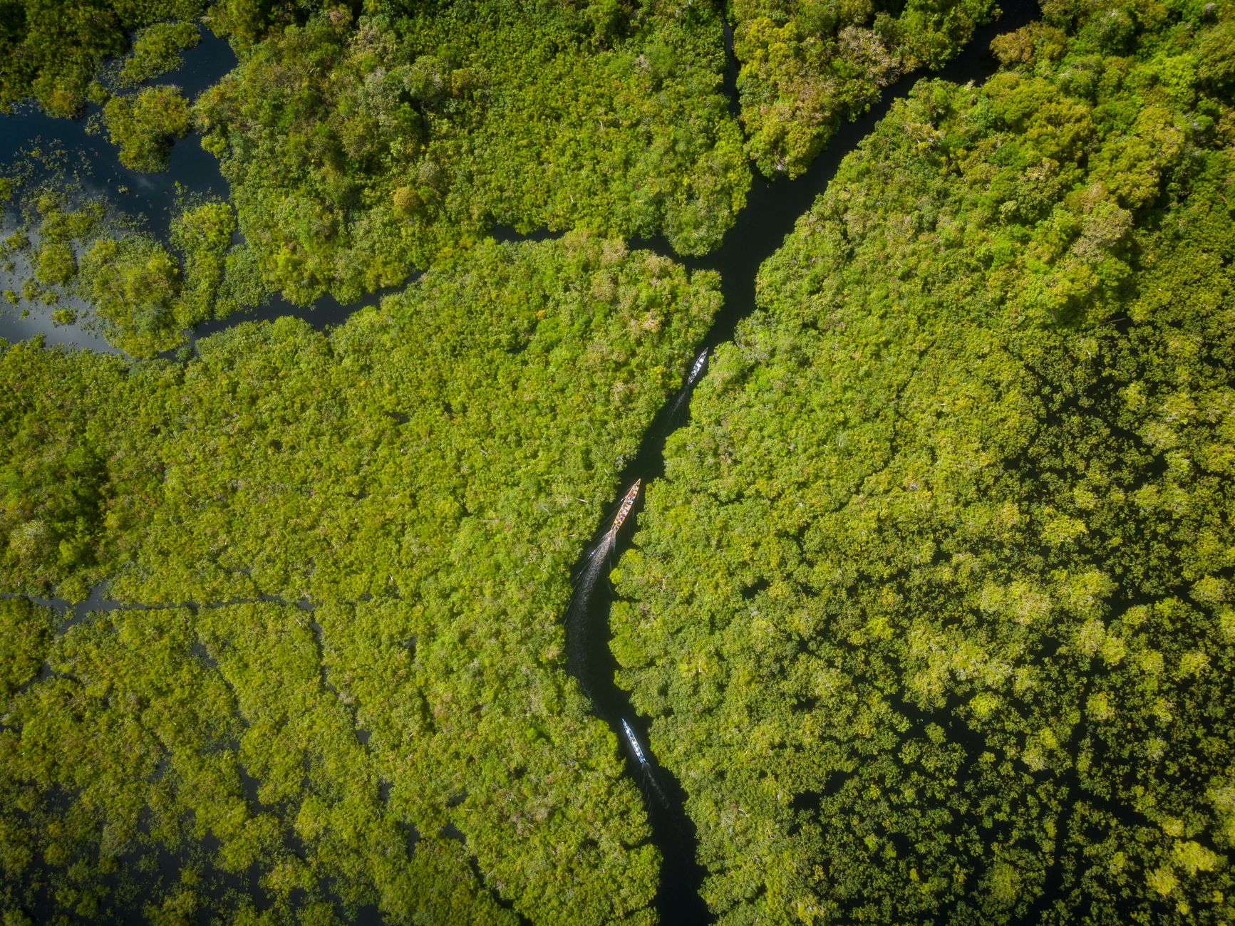 Menyapa Si Raja Hutan di Tanjung Puting: Petualangan Tak Terlupakan di Jantung Borneo