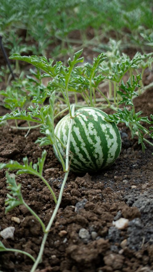 Free Close-up of a young watermelon growing in an outdoor garden during summer. Stock Photo