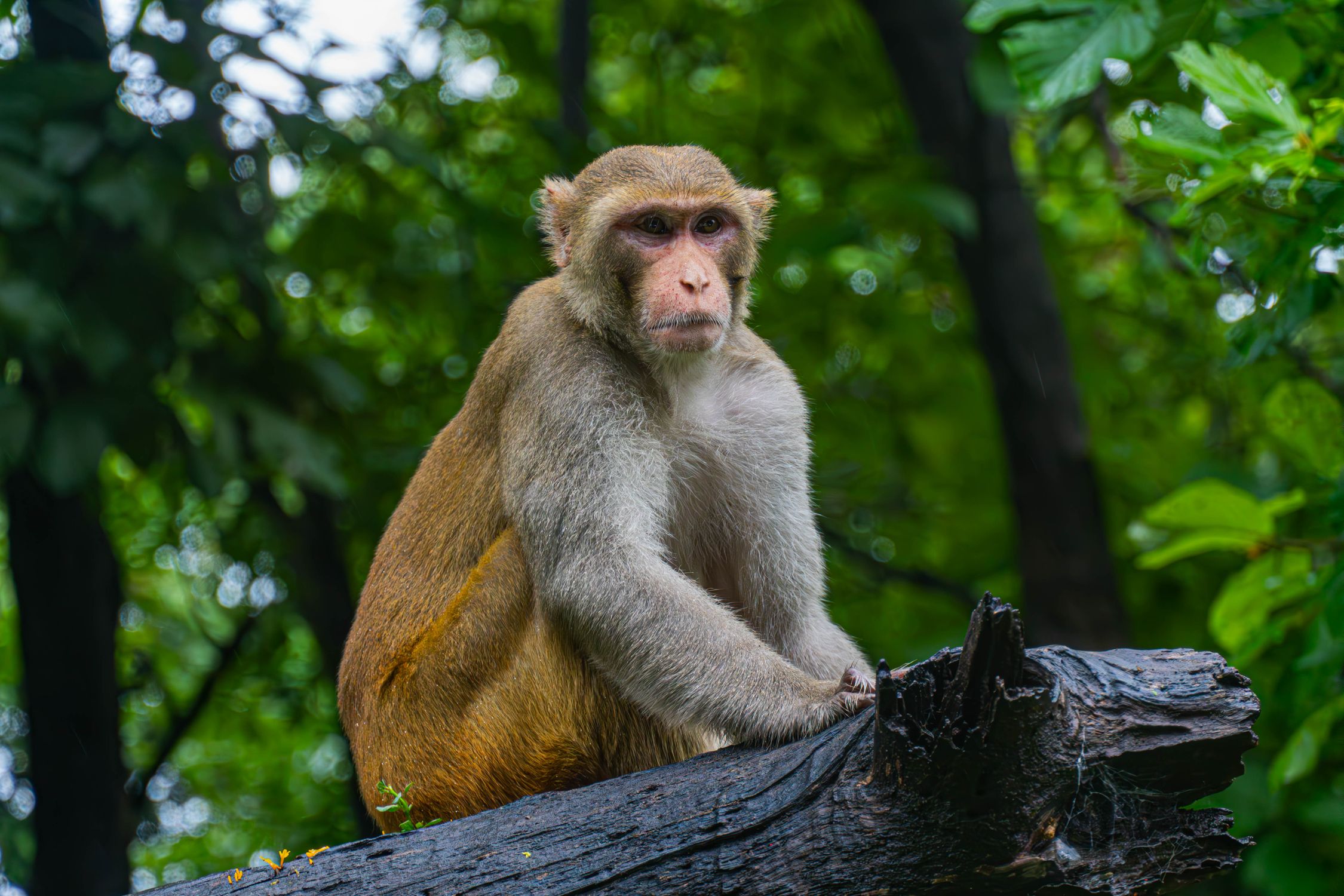 Monkey In Nature Free Stock Photo monkey-in-nature-free-stock-photo